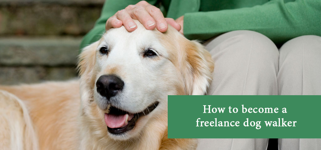 How to become a freelance dog walker