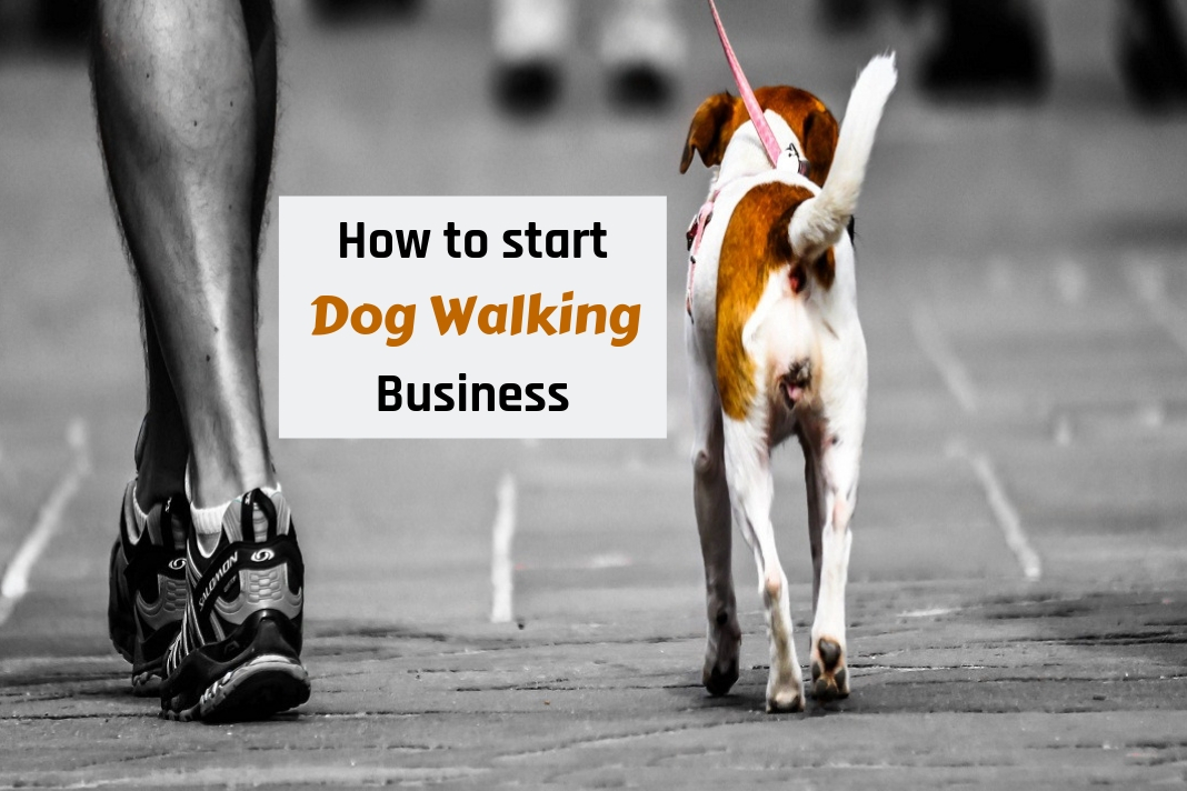 how to start dog walking business