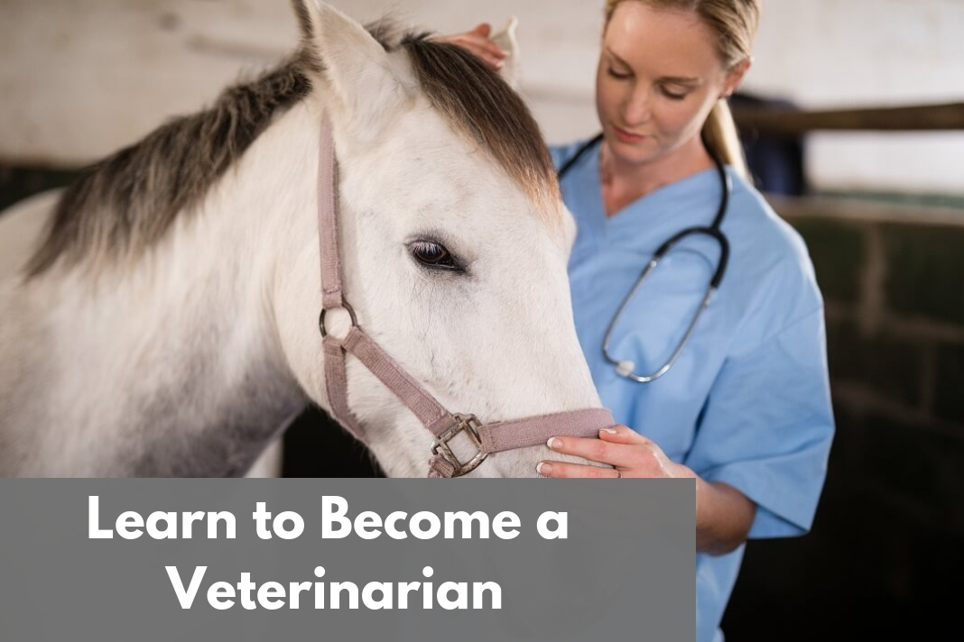 Learn to Become a Veterinarian