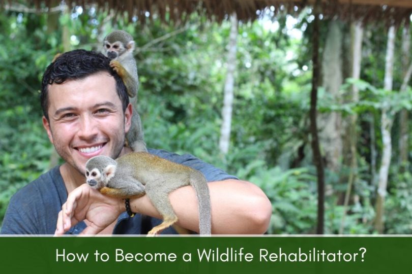 wildlife rehabilitation jobs