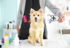 how to become a pet groomer