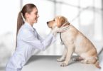 How Much Do Veterinary Technicians Make