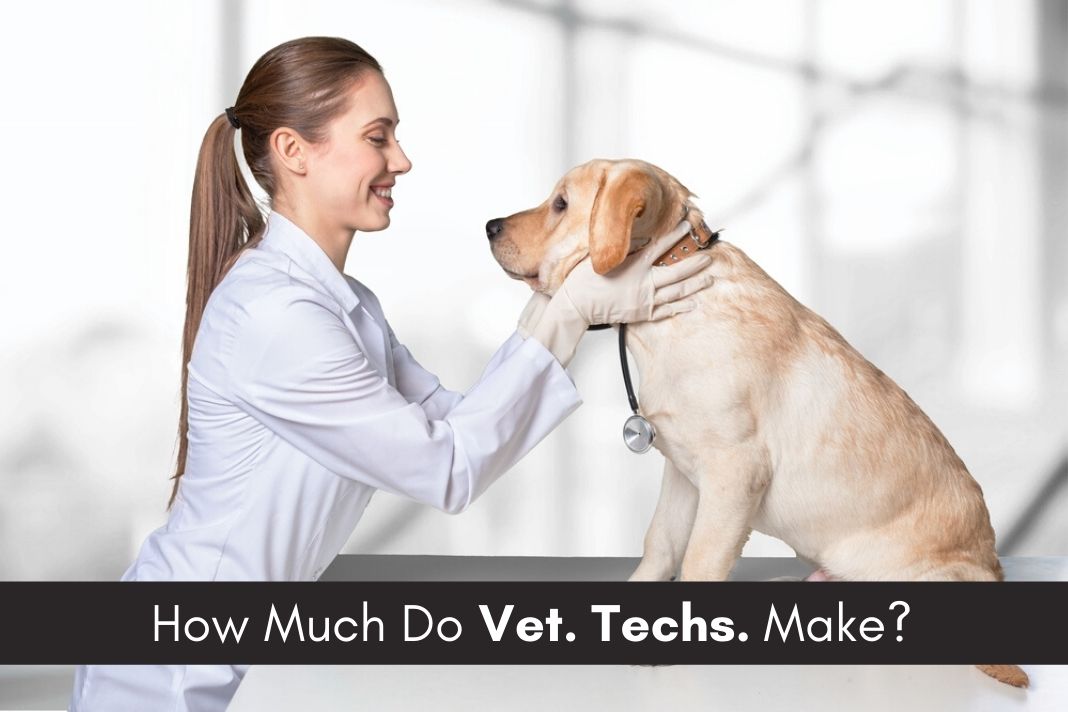 How Much Do Veterinary Technicians Make Yearly - Careerlancer
